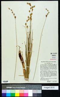 Carex silicea image