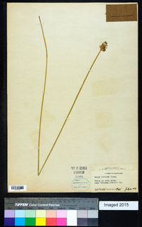 Carex silicea image