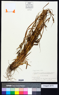 Carex silvatica image