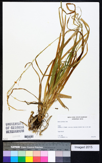 Carex silvatica image