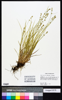 Carex socialis image