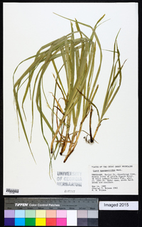 Carex sparganioides image