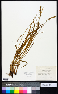 Carex sparganioides image