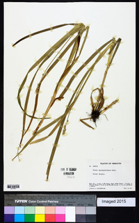 Carex sparganioides image