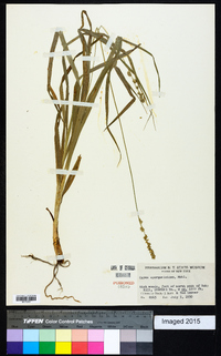 Carex sparganioides image