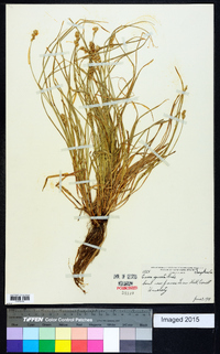 Carex spectabilis image