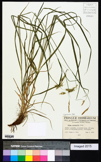 Carex sprengelii image