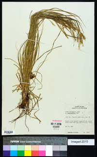 Carex sprengelii image