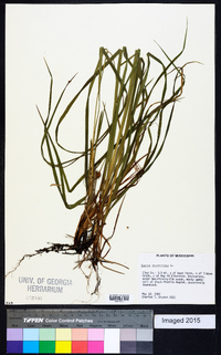 Carex squarrosa image