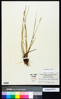 Carex sterilis image