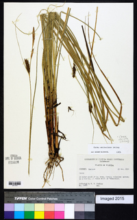 Carex striata image