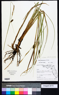 Carex striata image