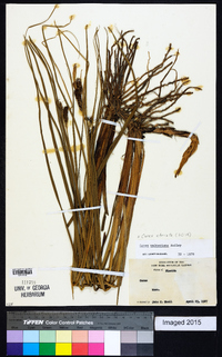 Carex striata image