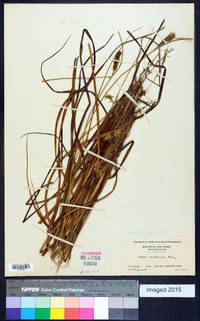 Carex striata image