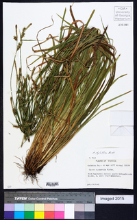 Carex styloflexa image