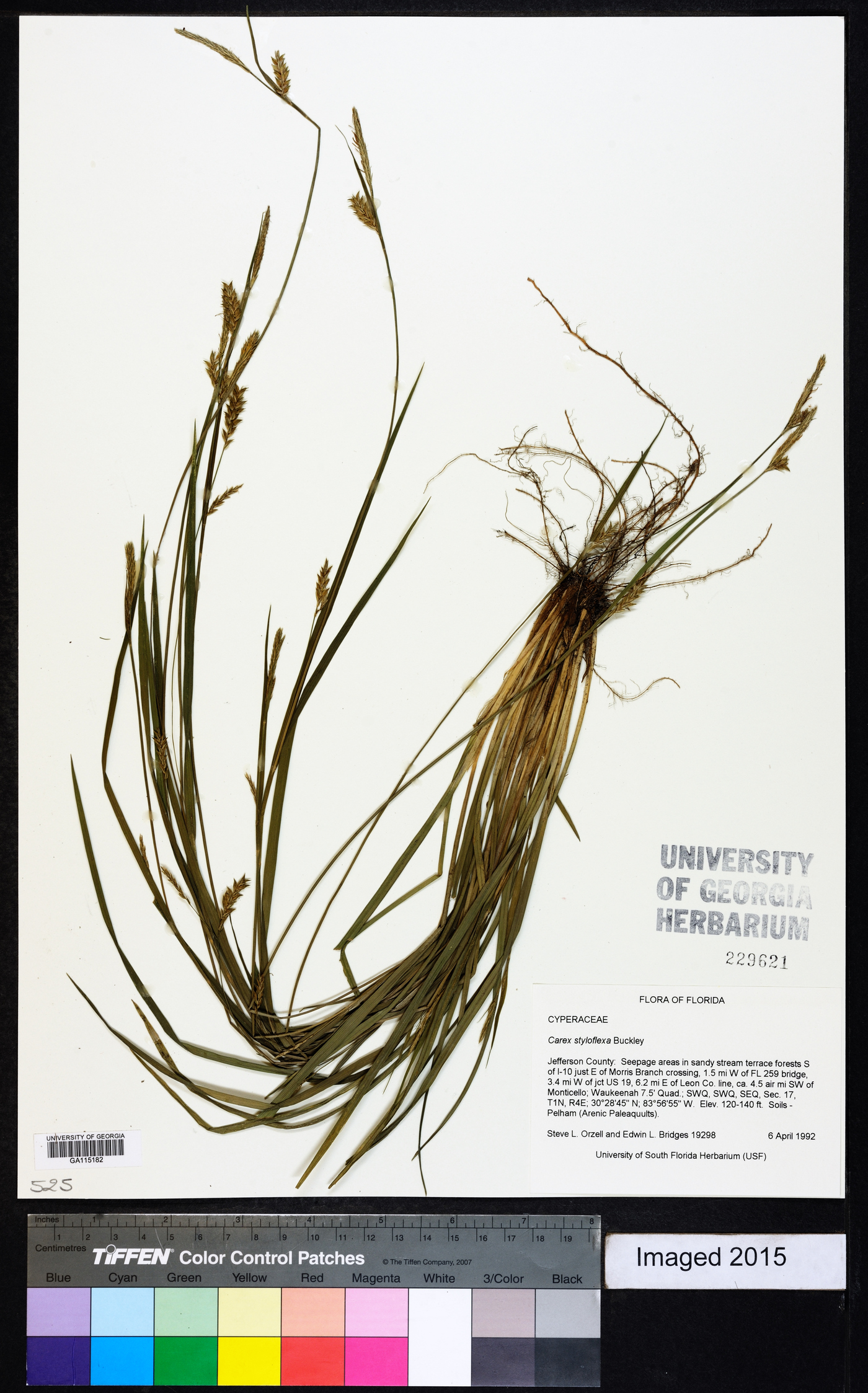 Carex styloflexa image