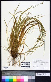 Carex styloflexa image