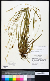 Carex styloflexa image