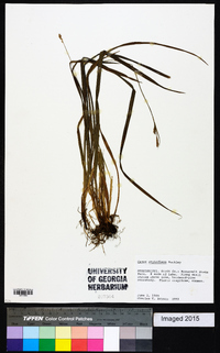 Carex styloflexa image