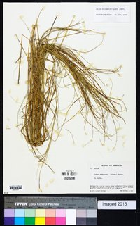 Carex suberecta image