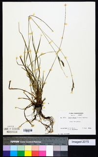 Carex swanii image