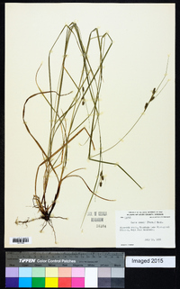 Carex swanii image