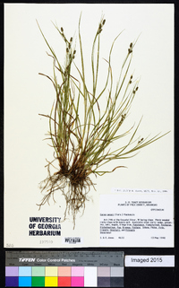 Carex swanii image