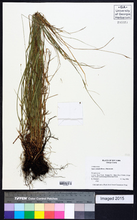 Carex swanii image