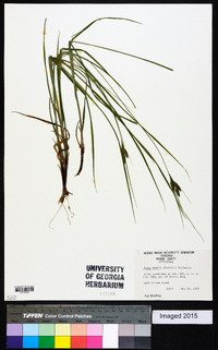 Carex swanii image