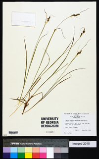 Carex swanii image