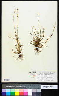 Carex swanii image