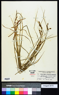 Carex swanii image