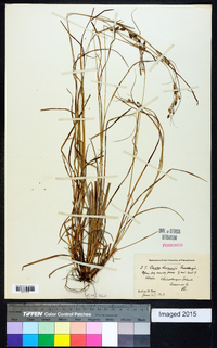 Carex swanii image