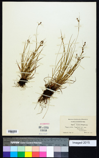 Carex swanii image