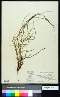 Carex swanii image