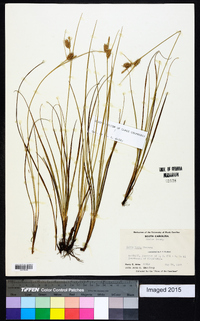 Carex tenax image