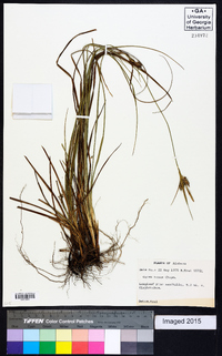 Carex tenax image