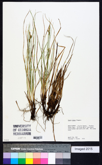 Carex swanii image