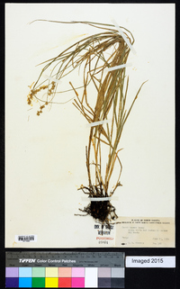 Carex tenera image