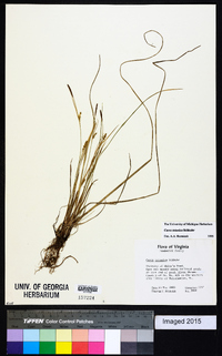 Carex tetanica image