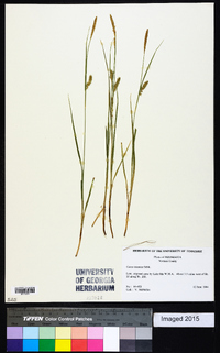 Carex tetanica image