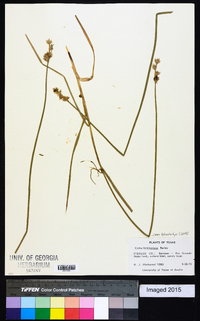 Carex tetrastachya image