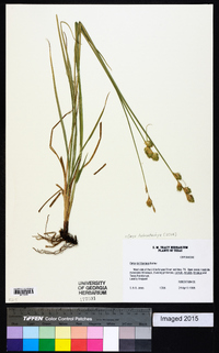 Carex tetrastachya image