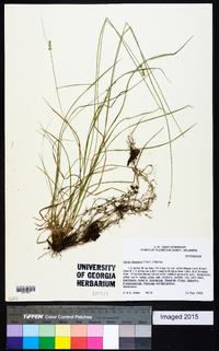 Carex texensis image