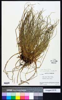 Carex tonsa image