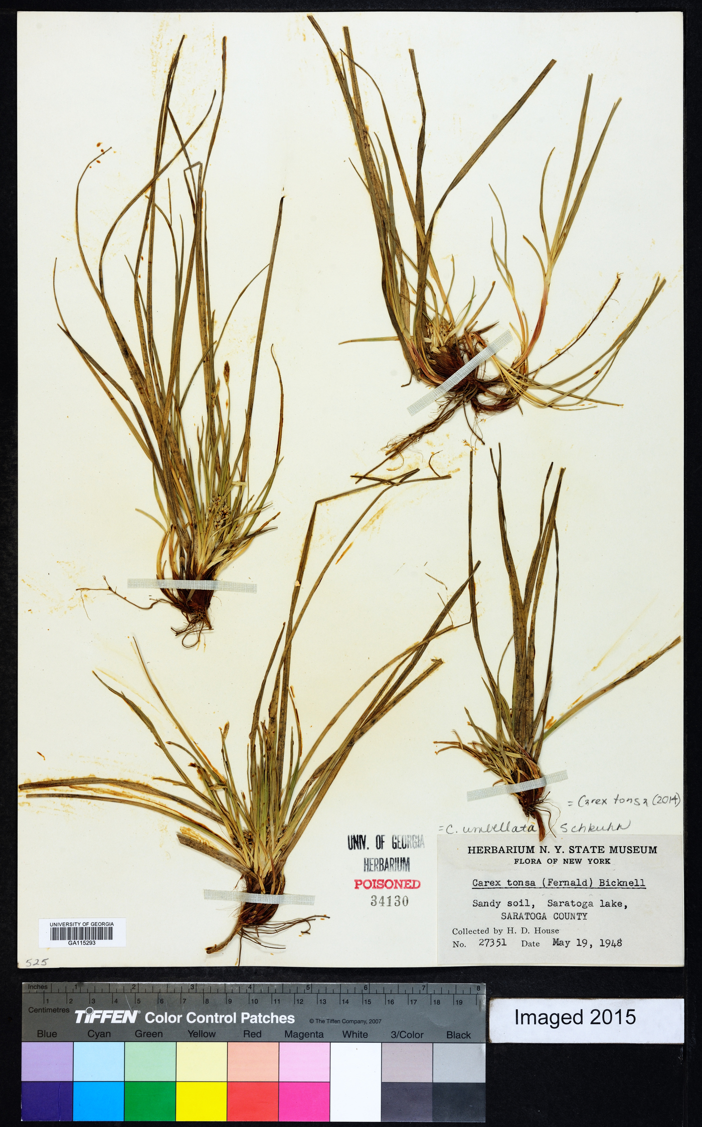 Carex tonsa image