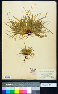 Carex tonsa image