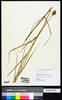 Carex tribuloides var. tribuloides image