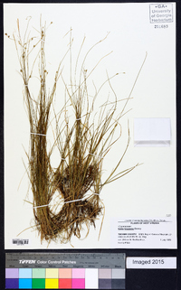 Carex trisperma image