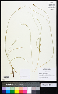 Carex trisperma image